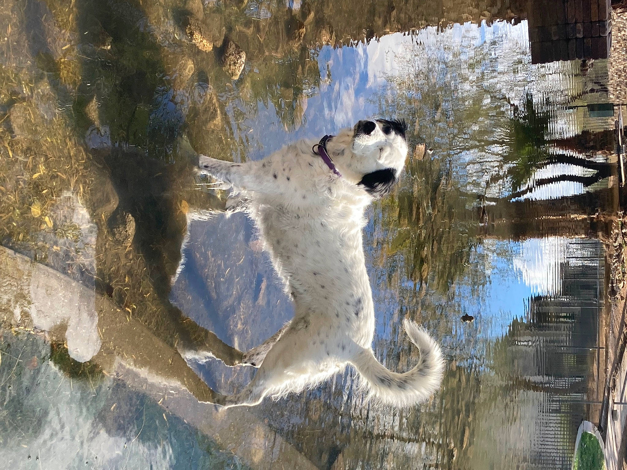 Koia is registered to the contest to win money with this photo: art, beak, canidae, carnivore, companion_dog, dog, dog_breed, mammal, painting, plant, reflection, sporting_group, tail, terrestrial_animal, tree, trunk, twig, water, winter, wood