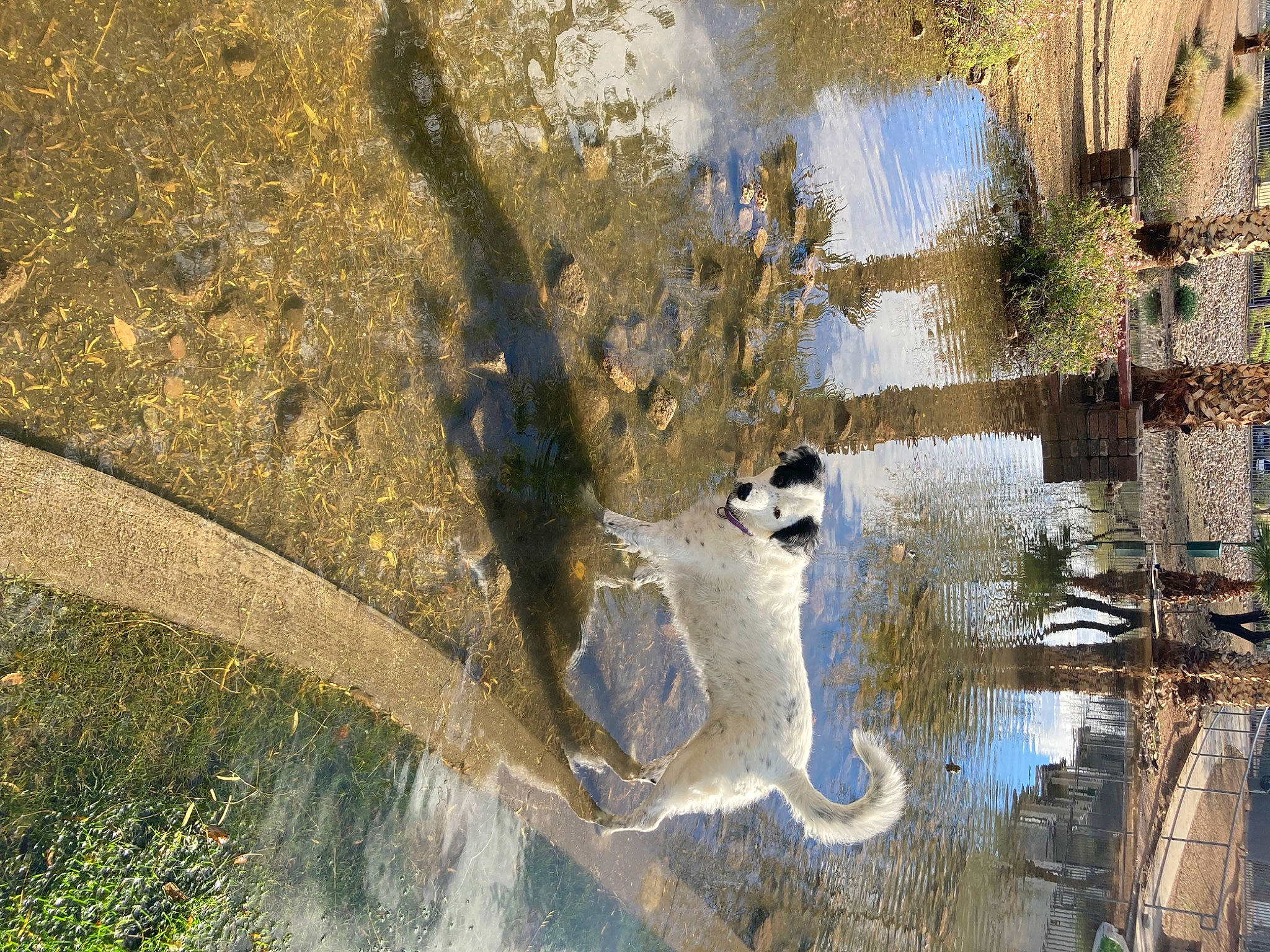 Koia is registered to the contest to win money with this photo: art, biome, grass, lake, landscape, plant, reflection, reservoir, shadow, tail, tree, trunk, water, water_feature, water_resources, watercourse, wetland, wildlife, winter, wood