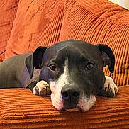 Odin a rejoint le concours — aidez-le/la à gagner de superbes lots ! animal, black_and_white, canine, close_up, comfort, couch, dog, ears, expression, fur, furniture, home, indoor, looking, paw, pet, portrait, relaxed, resting, snout