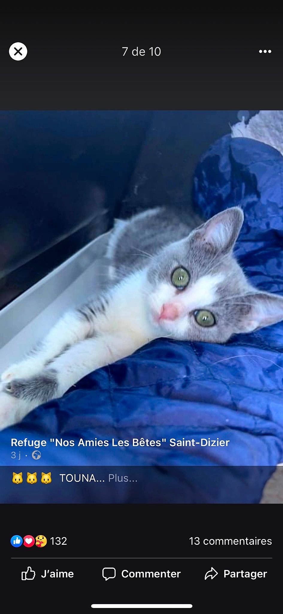 Touna a rejoint le concours — aidez-le/la à gagner de superbes lots ! carnivore, cat, cat_supply, claw, comfort, domestic_short_haired_cat, fang, felidae, fur, paw, photo_caption, small_to_medium_sized_cats, snout, tail, whiskers