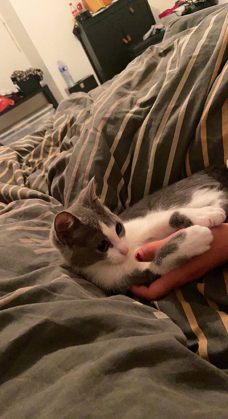 Touna a rejoint le concours — aidez-le/la à gagner de superbes lots ! bed, bedding, carnivore, cat, comfort, companion_dog, couch, domestic_short_haired_cat, fawn, felidae, fur, hardwood, linens, room, small_to_medium_sized_cats, snout, tail, textile, whiskers, wood