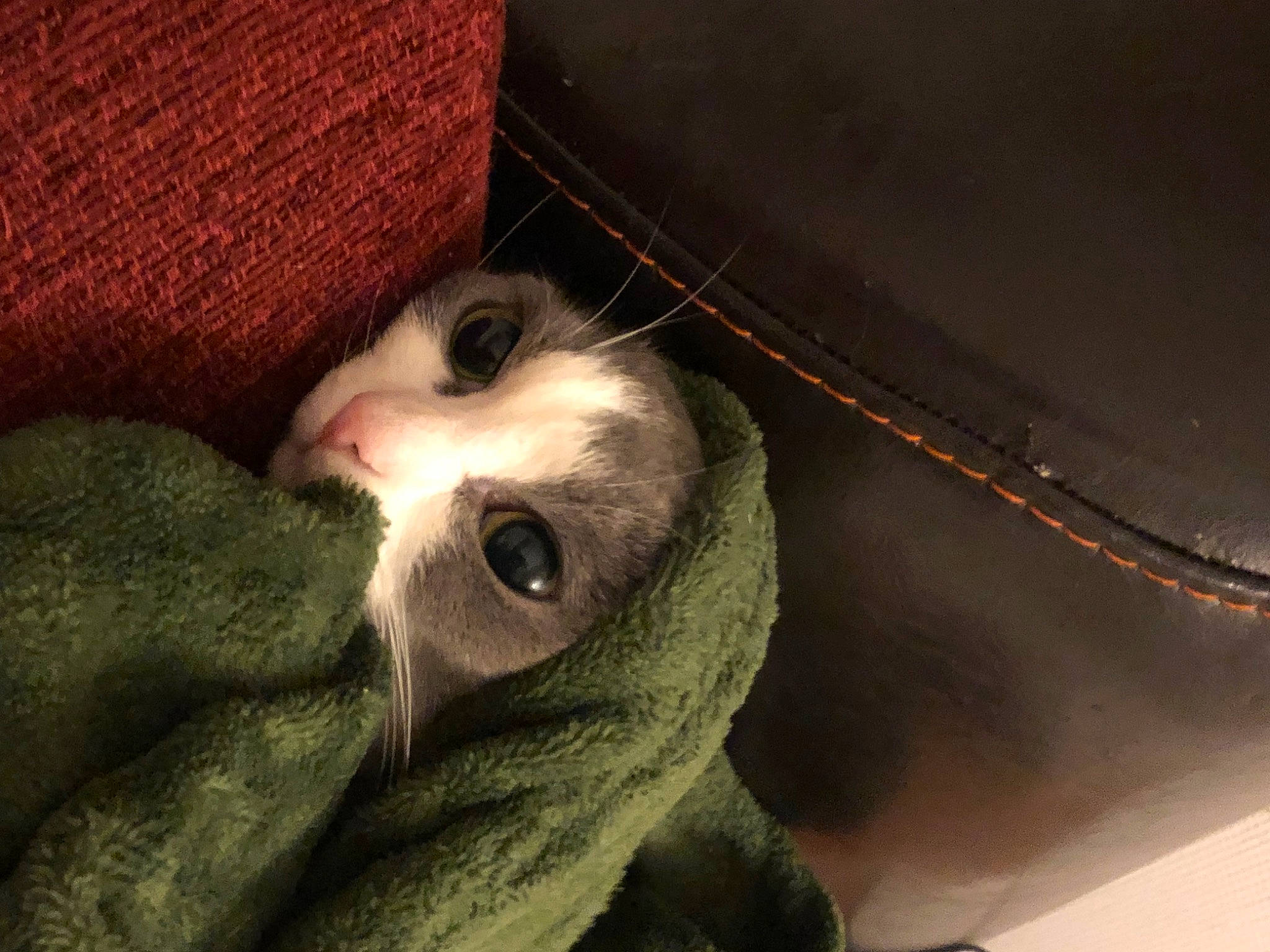 Touna a rejoint le concours — aidez-le/la à gagner de superbes lots ! carnivore, cat, comfort, darkness, domestic_short_haired_cat, ear, eyelash, felidae, fur, nap, paw, photo_caption, sleep, small_to_medium_sized_cats, snout, tail, terrestrial_animal, whiskers, wood, wool