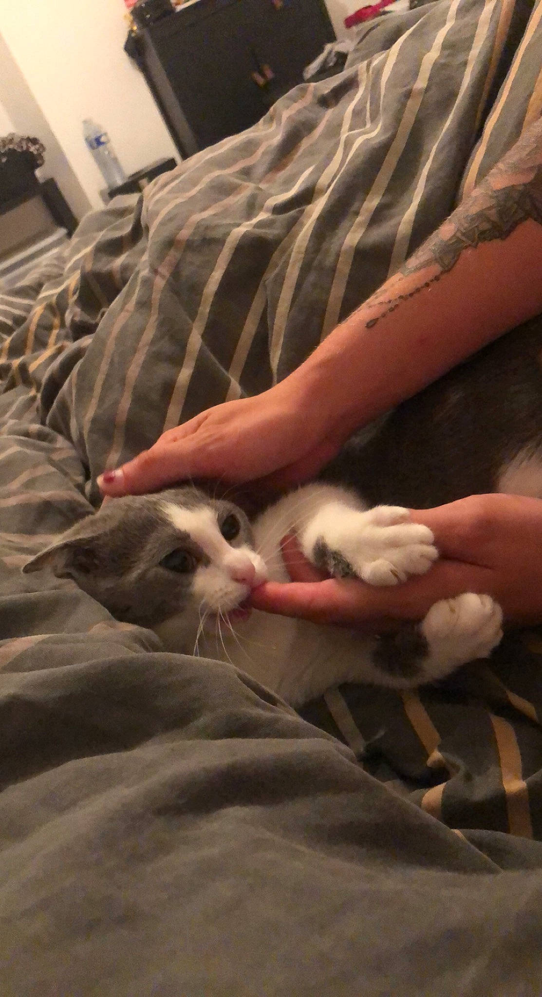 Touna participe au concours pour gagner de l'argent avec cette photo : carmine, carnivore, cat, comfort, felidae, foot, fur, human_leg, linens, nail, room, small_to_medium_sized_cats, tail, whiskers, wrist