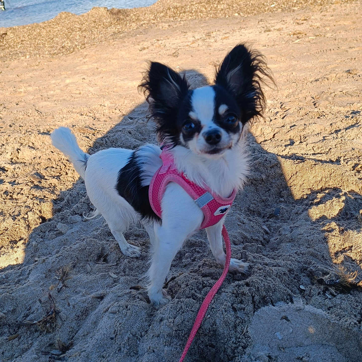 Cacahuète a rejoint le concours — aidez-le/la à gagner de superbes lots ! accessories, animal, beach, canine, coast, cockerspaniel, dog, leash, nature, outdoors, papillon, pet, puppy, rock, sand, sea, shoreline, soil, strap, water