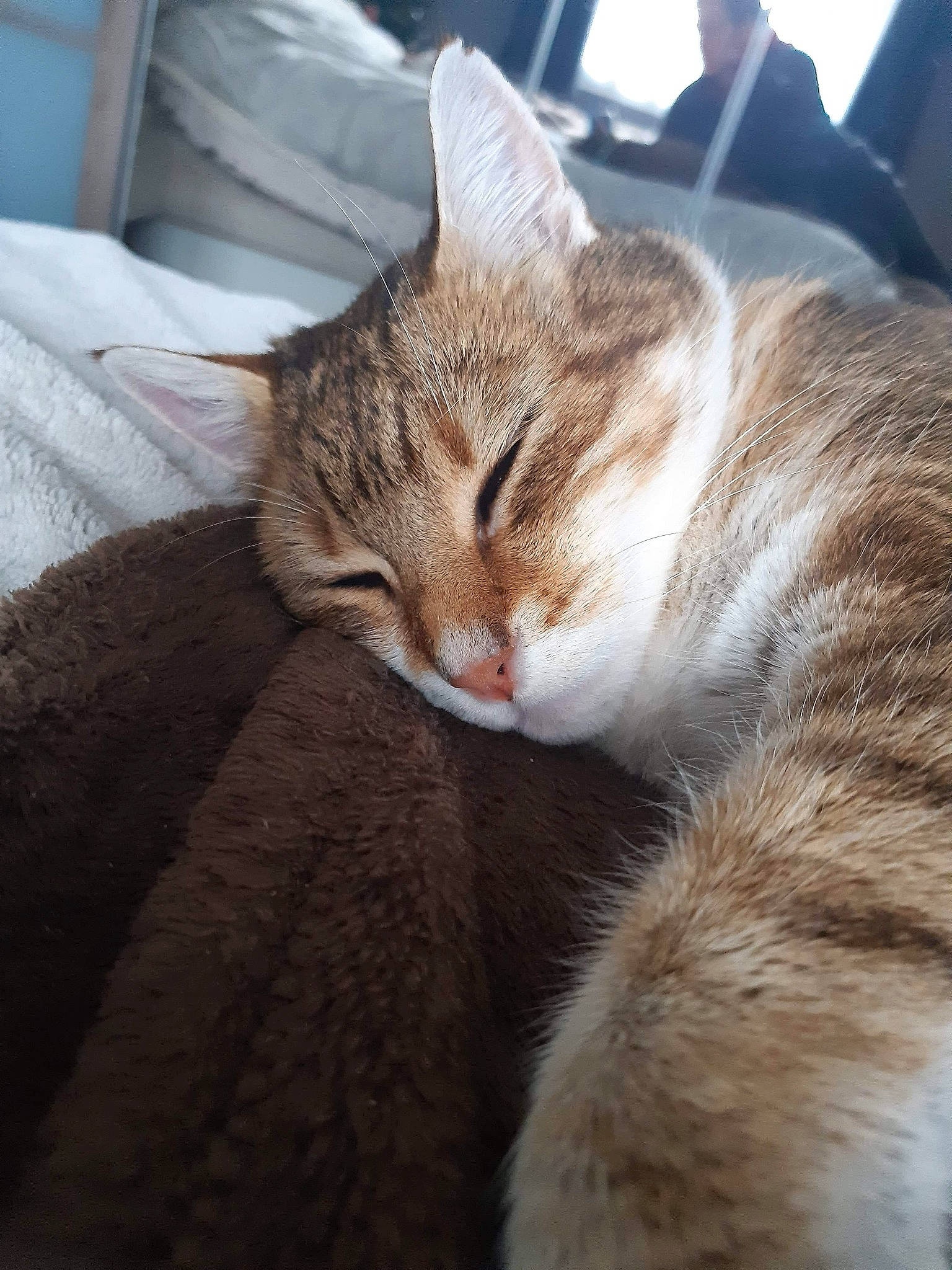 Bébé participe au concours pour gagner de l'argent avec cette photo : carnivore, cat, claw, comfort, domestic_short_haired_cat, ear, eye, fawn, felidae, fur, nap, paw, sitting, small_to_medium_sized_cats, snout, tail, tree, whiskers, window
