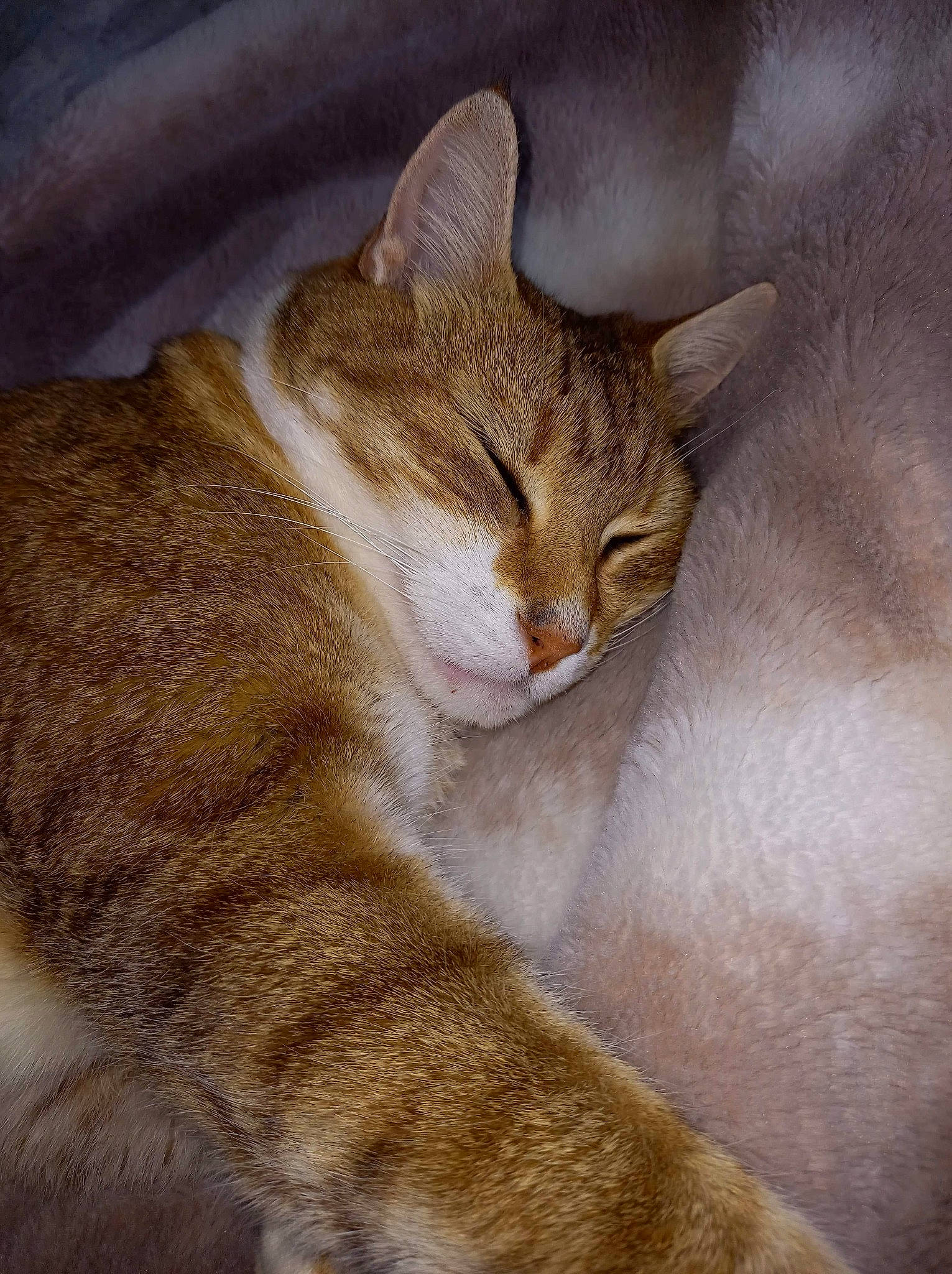 Bébé a rejoint le concours — aidez-le/la à gagner de superbes lots ! carnivore, cat, claw, comfort, domestic_short_haired_cat, fawn, felidae, fur, nap, paw, photo_caption, sitting, small_to_medium_sized_cats, tail, terrestrial_animal, whiskers, wildlife