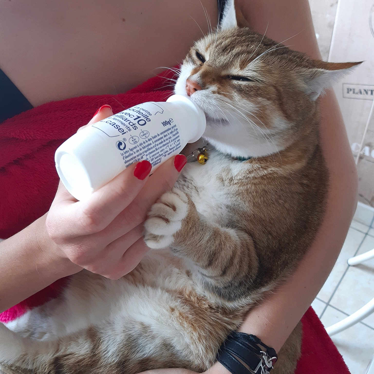 Bébé