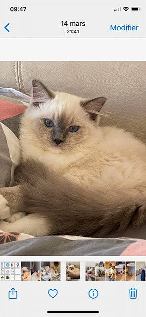 Saia a rejoint le concours — aidez-le/la à gagner de superbes lots ! balinese, birman, carnivore, cat, fawn, felidae, fur, photo_caption, ragdoll, siamese, small_to_medium_sized_cats, snout, terrestrial_animal, thai, whiskers