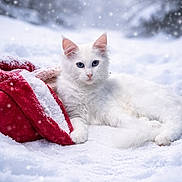Saphir a rejoint le concours — aidez-le/la à gagner de superbes lots ! cat, white_cat, blue_eyes, snow, snowfall, red_blanket, forest, winter, animal, pet, outdoor, nature, fluffy, lying_down, cold, feline, winter_clothing, snow_covered, relaxing, cute