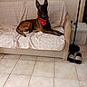 dog, bandana, couch, checkered_sheet, tile_floor, lamp, slippers, living_room, pet, brown_dog, resting, indoors, furniture, relaxed, canine, domestic_animal, ear_up, flooring, home, comfort