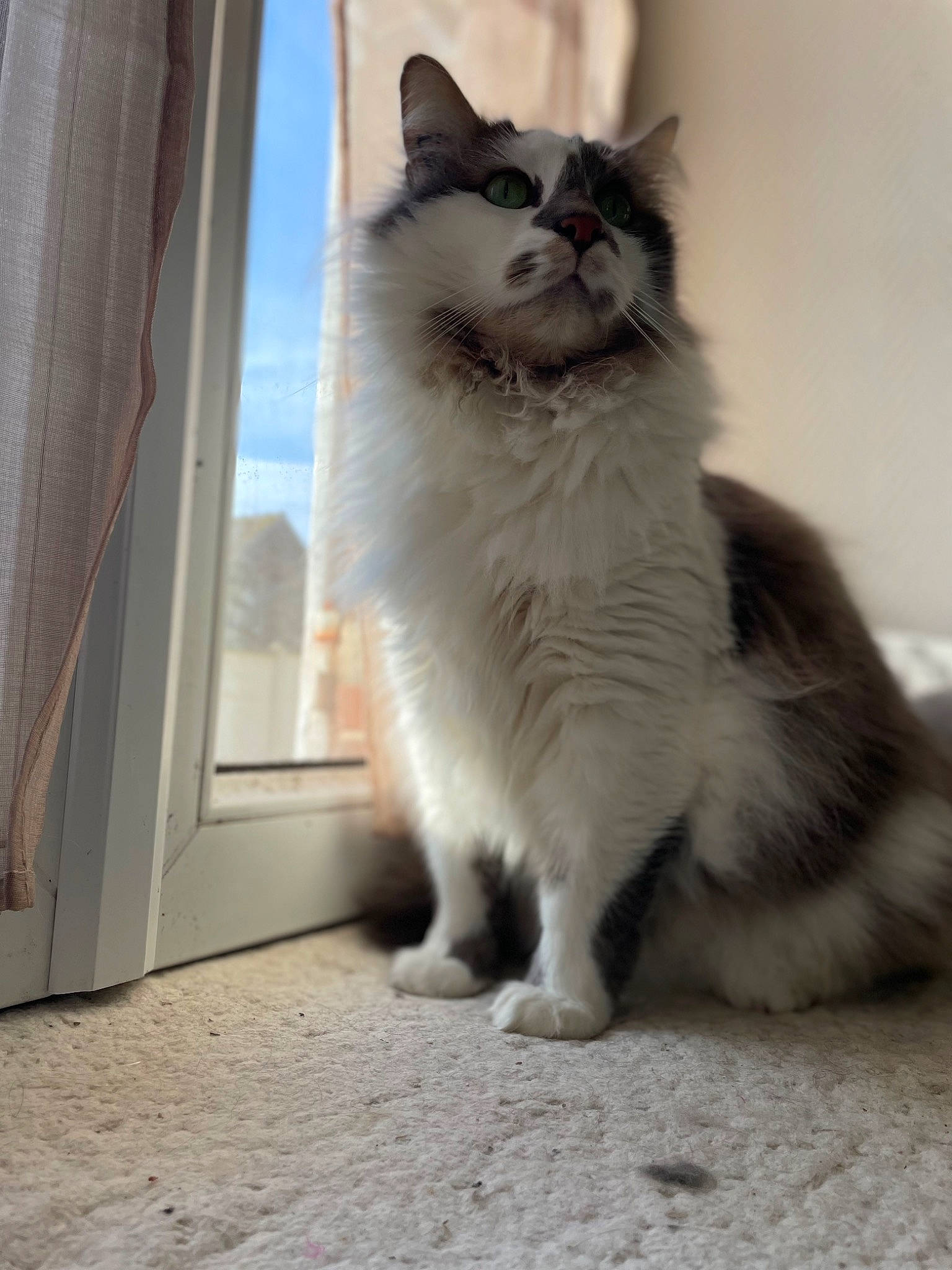 Bounty a rejoint le concours — aidez-le/la à gagner de superbes lots ! carnivore, cat, claw, domestic_short_haired_cat, door, felidae, floor, flooring, fur, grey, human_leg, paw, road_surface, sitting, small_to_medium_sized_cats, snout, tail, whiskers, window, wood