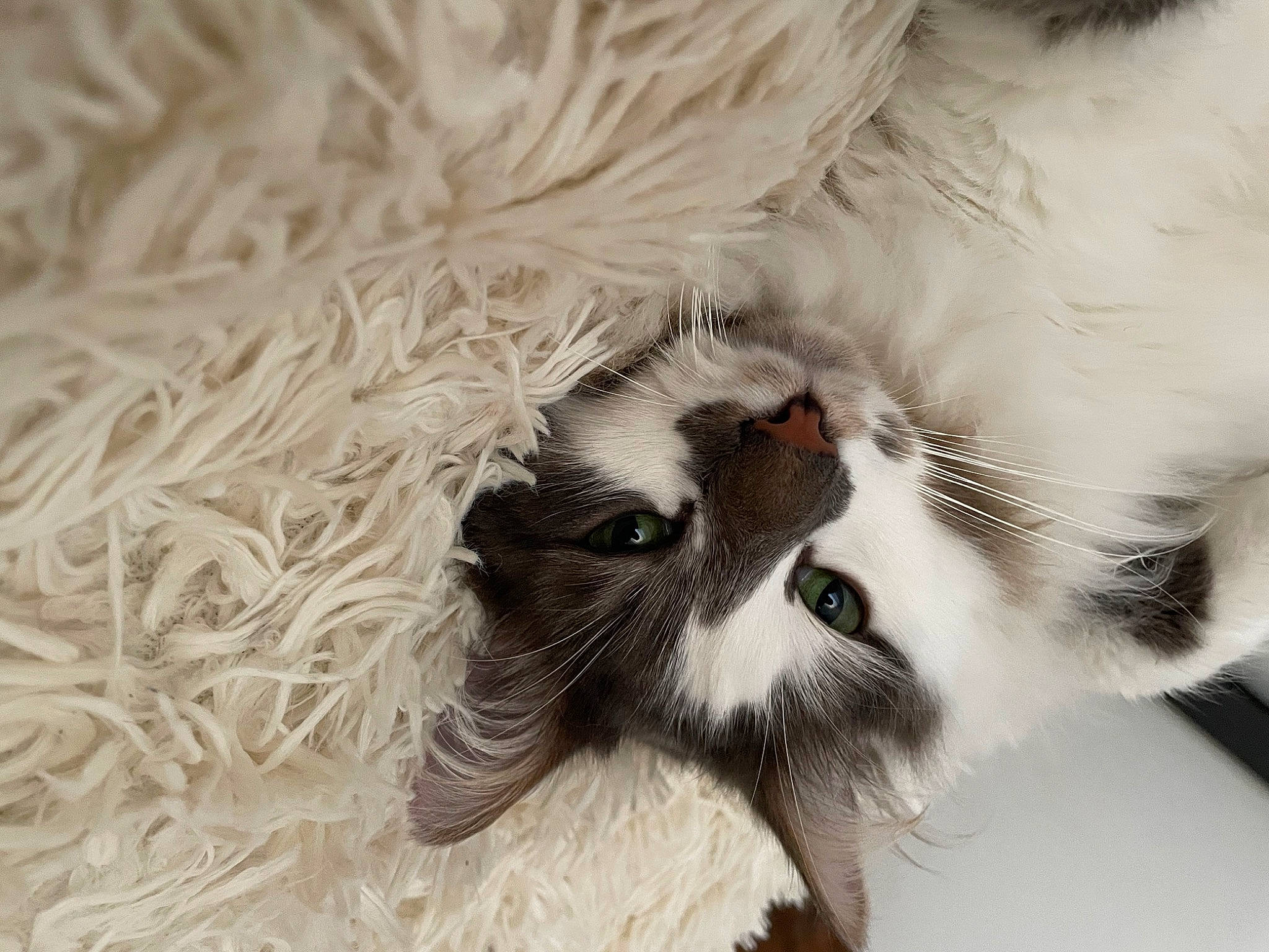 Bounty a rejoint le concours — aidez-le/la à gagner de superbes lots ! ball, carnivore, cat, claw, domestic_short_haired_cat, eyelash, eyewear, fawn, felidae, foot, fur, monochrome, monochrome_photography, paw, small_to_medium_sized_cats, snout, tail, terrestrial_animal, whiskers