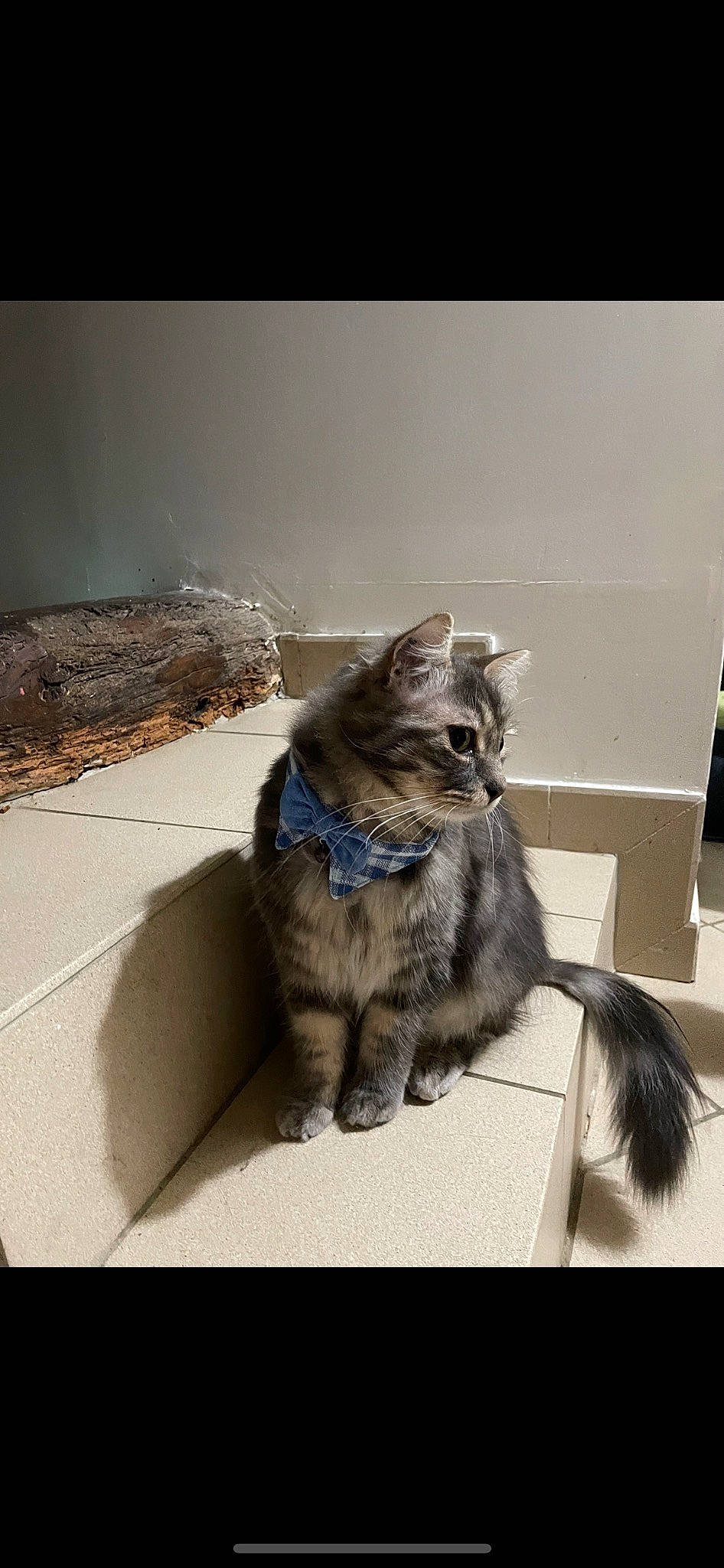 Boulette a rejoint le concours — aidez-le/la à gagner de superbes lots ! carnivore, cat, claw, domestic_short_haired_cat, felidae, flooring, fur, paw, rectangle, sitting, small_to_medium_sized_cats, tail, terrestrial_animal, whiskers