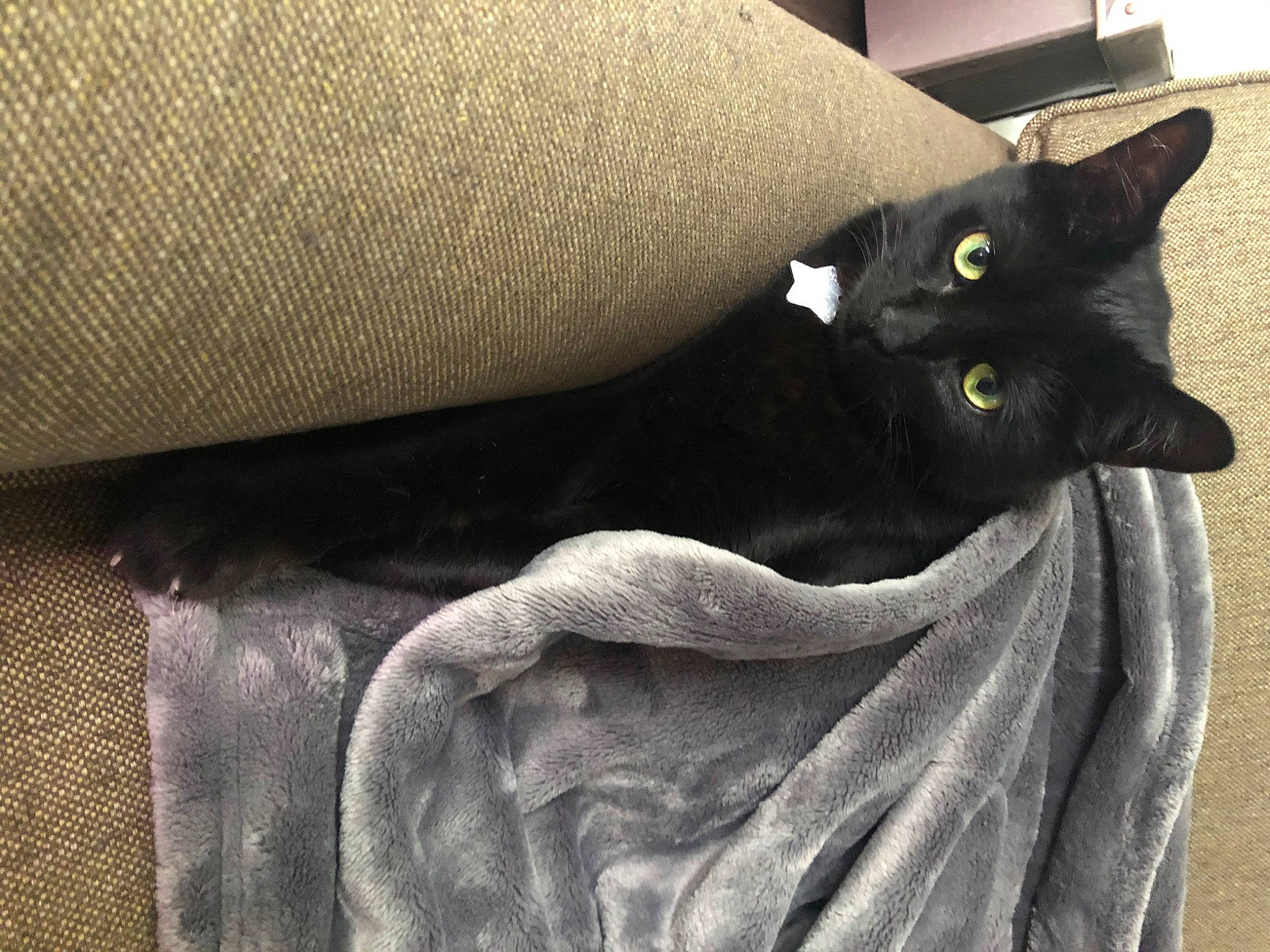 Gotham is registered to the contest to win money with this photo: asian, black_cat, bombay, burmese, carnivore, cat, chartreux, domestic_short_haired_cat, ear, felidae, havana_brown, korat, oriental_shorthair, russian_blue, small_to_medium_sized_cats, tail, textile, whiskers