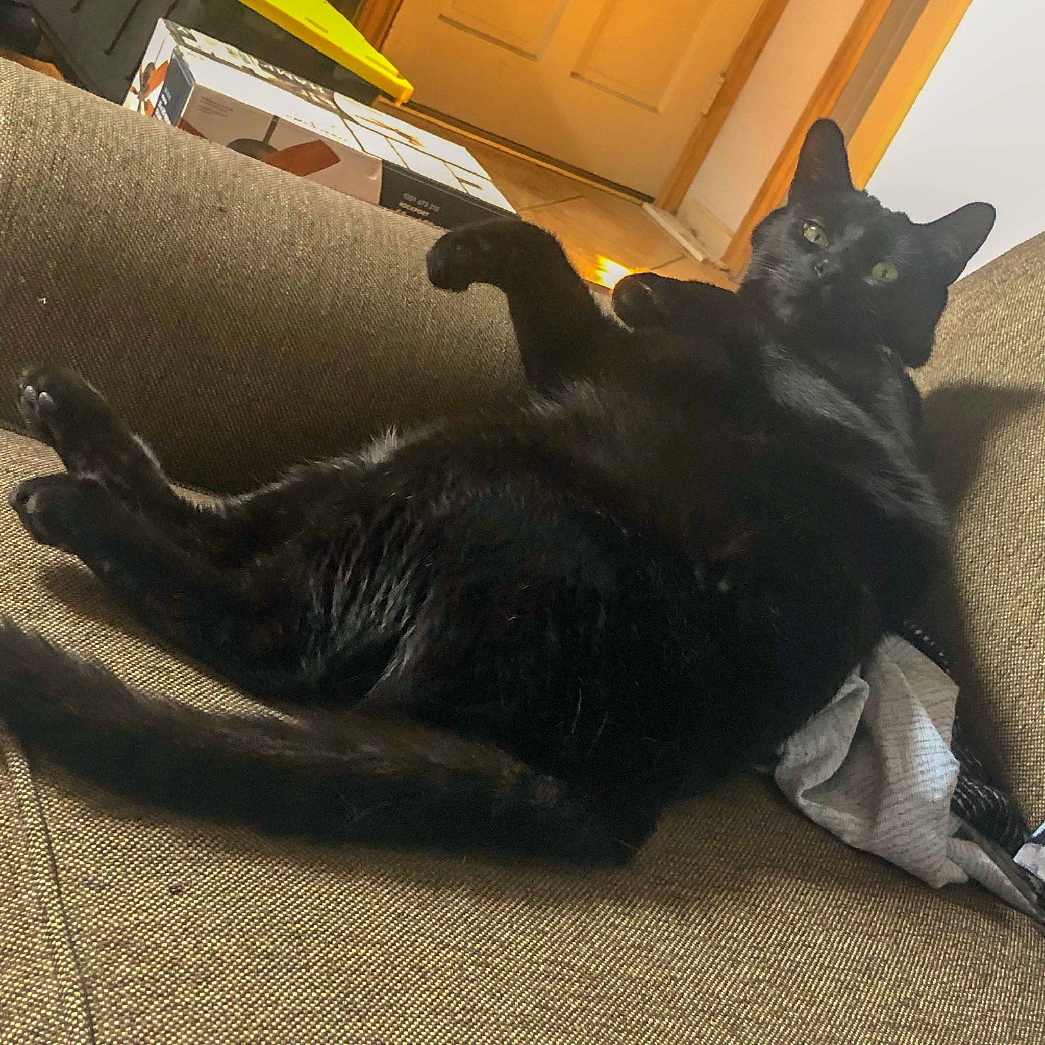 Gotham is registered to the contest to win money with this photo: black, black_cat, bombay, carnivore, cat, comfort, domestic_short_haired_cat, fawn, felidae, korat, nap, paw, russian_blue, sleep, small_to_medium_sized_cats, snout, sporting_group, tail, whiskers