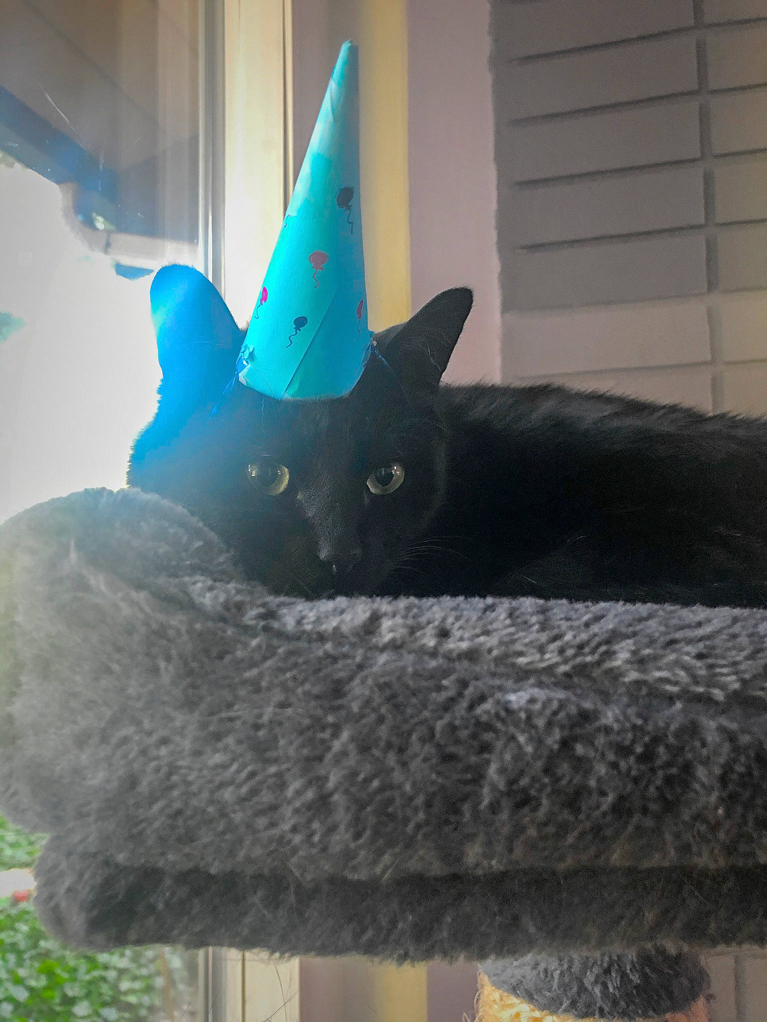 Gotham is registered to the contest to win money with this photo: black_cat, blue, carnivore, cat, felidae, korat, russian_blue, small_to_medium_sized_cats, tail, whiskers