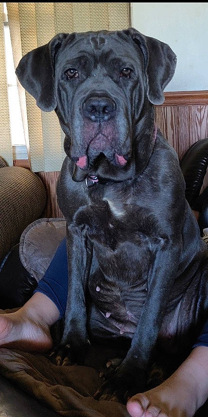 Quinn Marie joined the competition — help win amazing prizes! american_mastiff, bandog, bullmastiff, cane_corso, canidae, carnivore, dog, dog_breed, english_mastiff, giant_dog_breed, great_dane, guard_dog, korean_mastiff, mammal, molosser, neapolitan_mastiff, non_sporting_group, snout, sporting_group, vertebrate