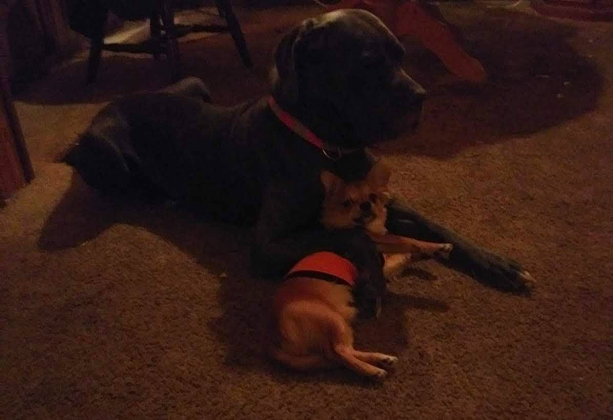 Quinn Marie is registered to the contest to win money with this photo: canidae, carnivore, dog, dog_breed, fawn, floor, great_dane, guard_dog, labrador_retriever, mammal, non_sporting_group, puppy, snout, sporting_group, vertebrate, working_dog