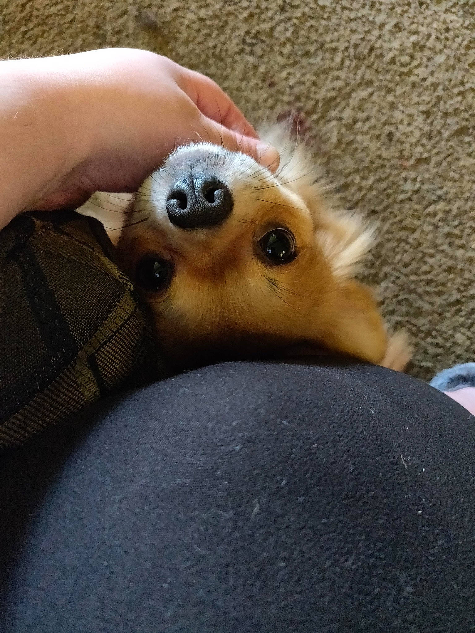 Tater Chip joined the competition — help win amazing prizes! canidae, carnivore, companion_dog, dog, dog_breed, fawn, mammal, puppy, puppy_love, snout