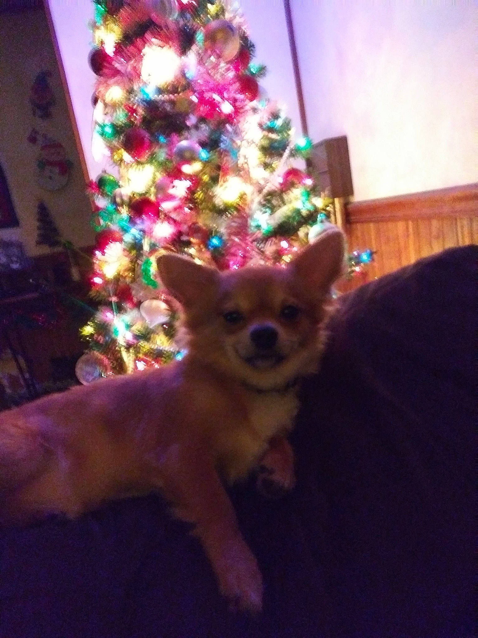 Tater Chip joined the competition — help win amazing prizes! canidae, carnivore, chihuahua, christmas, christmas_tree, companion_dog, dog, dog_breed, fawn, pomeranian, puppy, toy_dog