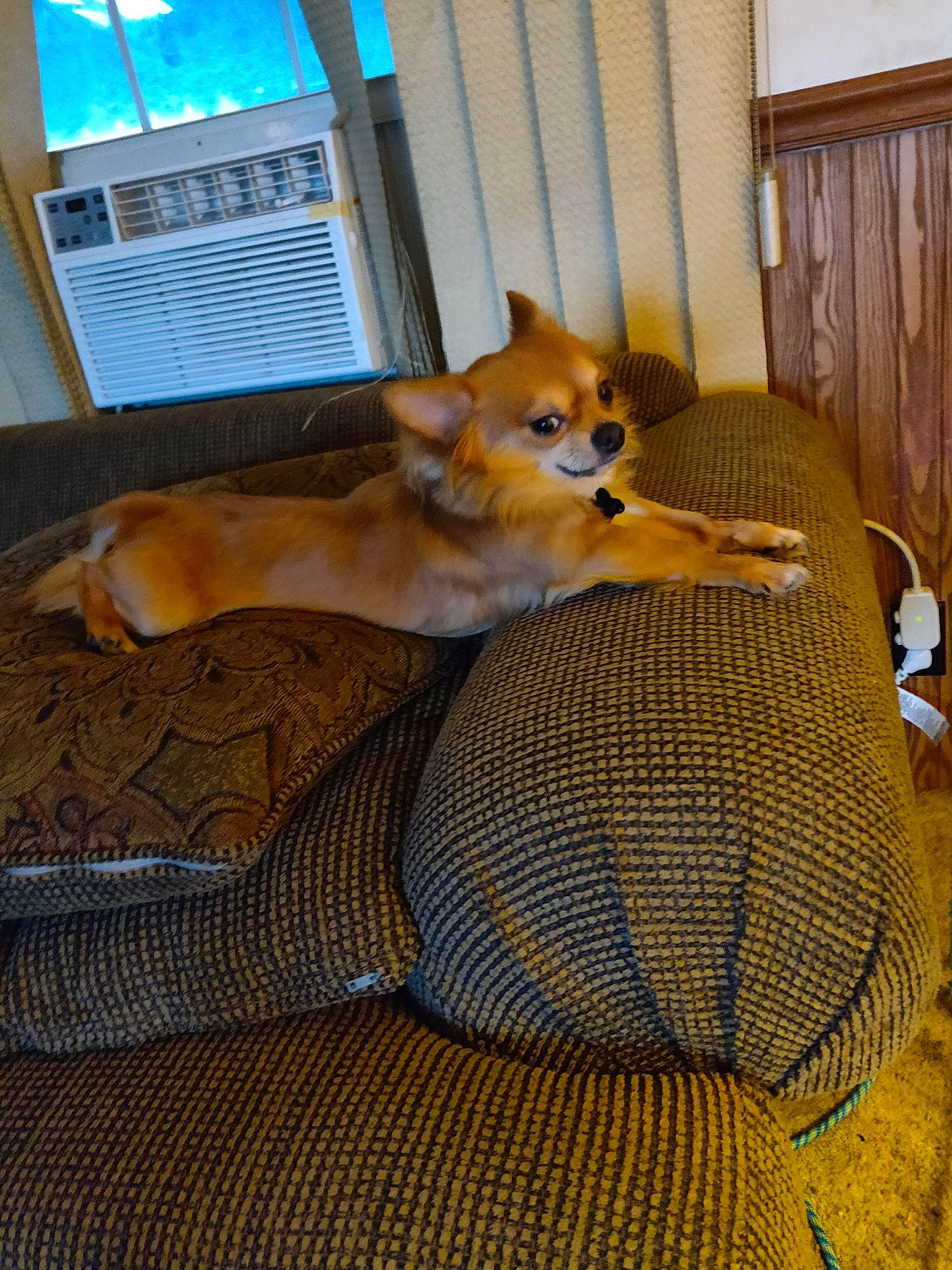 Tater Chip joined the competition — help win amazing prizes! akita_inu, canidae, carnivore, companion_dog, dog, dog_breed, fawn, finnish_spitz, icelandic_sheepdog, mammal, non_sporting_group, norwegian_buhund, norwegian_lundehund, pembroke_welsh_corgi, shiba_inu, spitz, vertebrate, welsh_corgi