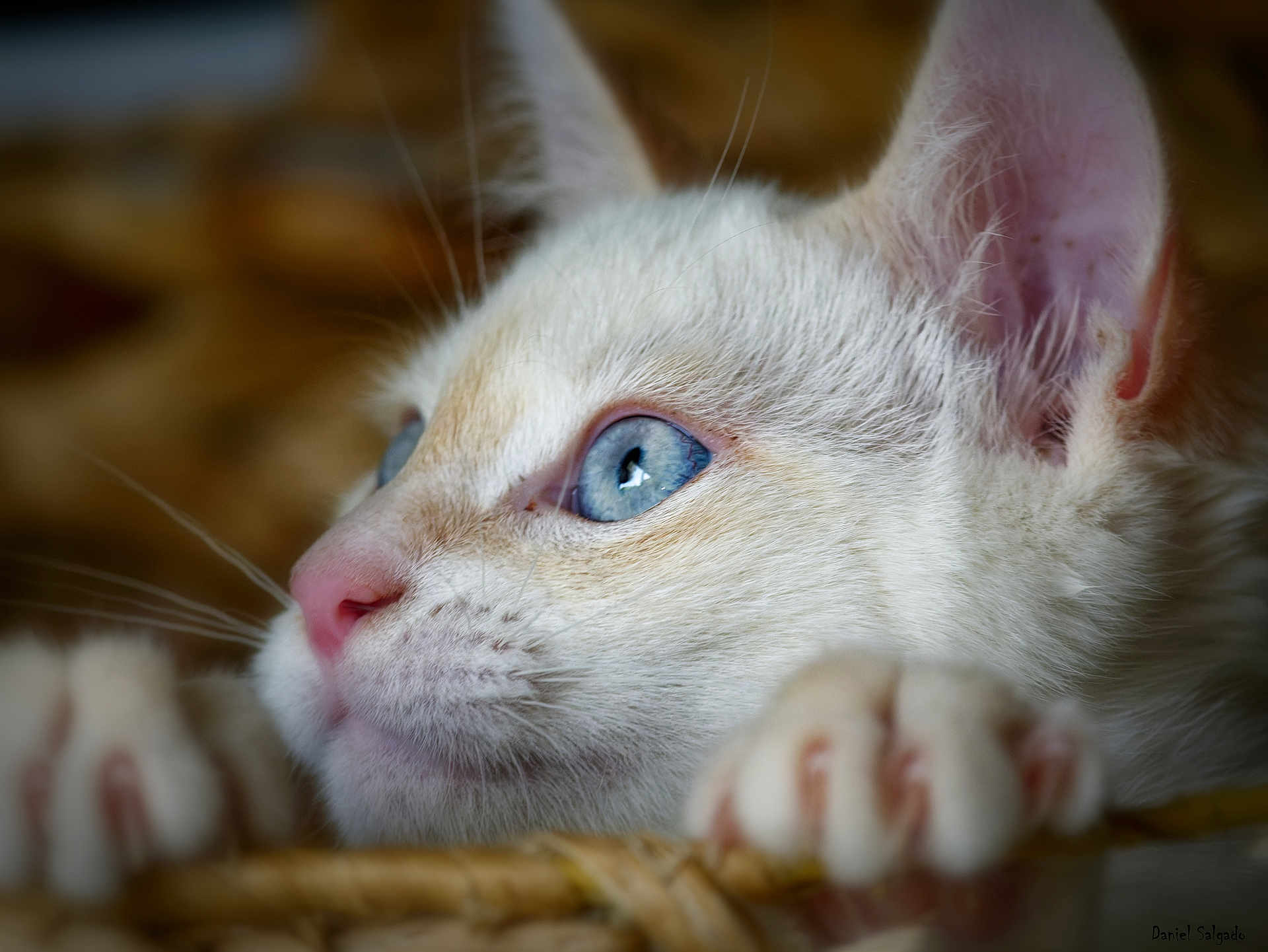 Fluffy