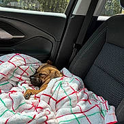 Sasha joined the competition — help win amazing prizes! animal, blanket, car_seat, comfort, cozy, daytime, dog, fur, interior, peaceful, pet, plaid, relaxation, resting, seatbelt, sleeping, sunlight, travel, vehicle, window