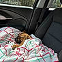 animal, blanket, car_seat, comfort, cozy, daytime, dog, fur, interior, peaceful, pet, plaid, relaxation, resting, seatbelt, sleeping, sunlight, travel, vehicle, window