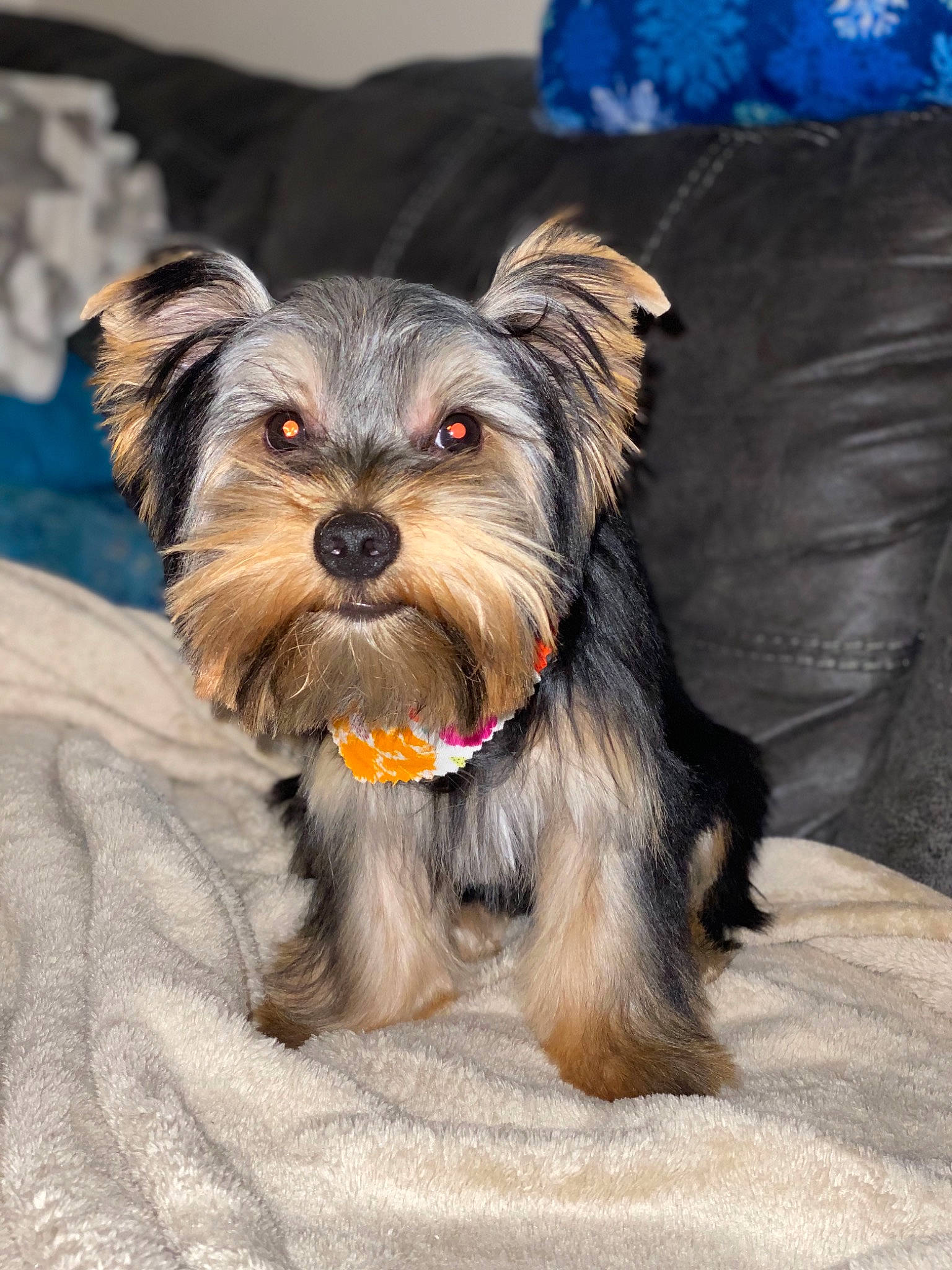 Noel joined the competition — help win amazing prizes! australian_silky_terrier, biewer_terrier, canidae, carnivore, companion_dog, dog, dog_breed, mammal, morkie, puppy, rare_breed_dog, schnoodle, small_terrier, snout, sporting_group, terrier, toy_dog, vertebrate, yorkipoo, yorkshire_terrier