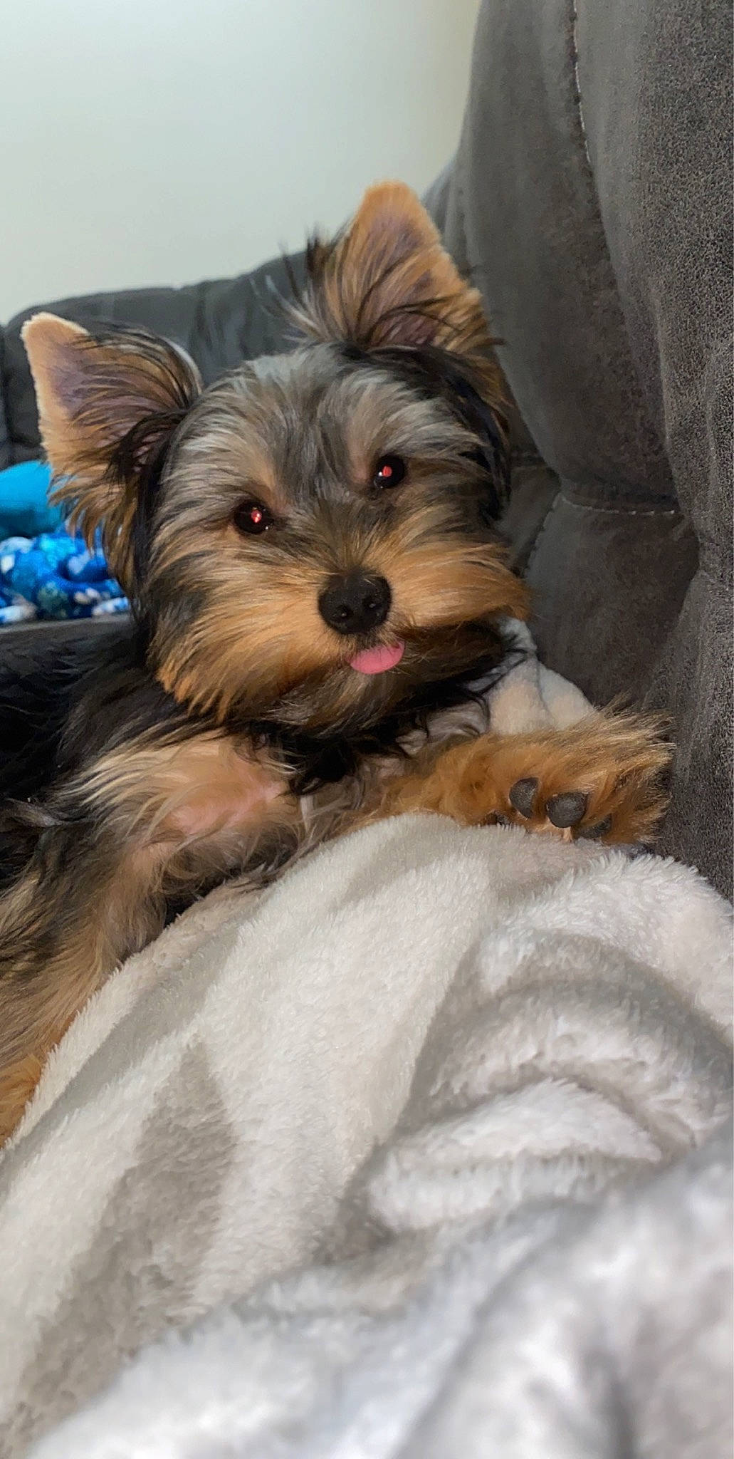 Noel is registered to the contest to win money with this photo: australian_silky_terrier, biewer_terrier, canidae, carnivore, chinese_imperial_dog, companion_dog, dog, dog_breed, maltepoo, mammal, morkie, puppy, schnoodle, small_terrier, snout, terrier, toy_dog, vertebrate, yorkipoo, yorkshire_terrier