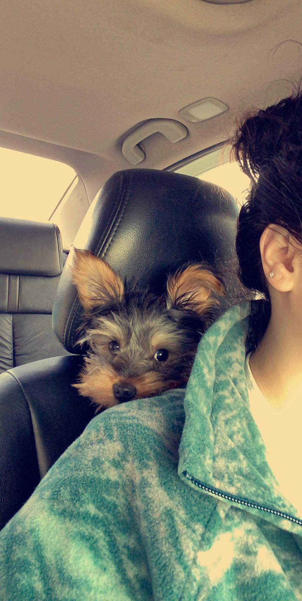 Noel is registered to the contest to win money with this photo: australian_silky_terrier, australian_terrier, biewer_terrier, black_hair, canidae, carnivore, companion_dog, dog, dog_breed, long_hair, maltepoo, morkie, puppy, puppy_love, selfie, skin, small_terrier, terrier, toy_dog, yorkshire_terrier