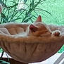animal, cat, cat_bed, cat_tree, cozy, cute, furniture, greenery, hammock, indoor, kitten, orange, paw, pet, plant, relaxing, resting, sleeping, white, window