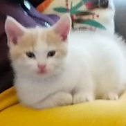 Aby a rejoint le concours — aidez-le/la à gagner de superbes lots ! animal, blurred, cat, cute, domestic_cat, ears, feline, fur, indoor, kitten, mammal, nose, orange, pet, resting, small, soft_focus, whiskers, white, yellow_surface