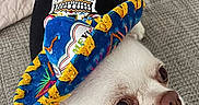 Roméo a rejoint le concours — aidez-le/la à gagner de superbes lots ! dog, chihuahua, white_dog, sombrero, costume, pet, animal, portrait, close_up, wide_eyes, pink_nose, whiskers, small_dog, festive, colorful, couch, indoor, sitting, cute, fiesta