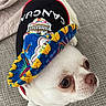 dog, chihuahua, white_dog, sombrero, costume, pet, animal, portrait, close_up, wide_eyes, pink_nose, whiskers, small_dog, festive, colorful, couch, indoor, sitting, cute, fiesta