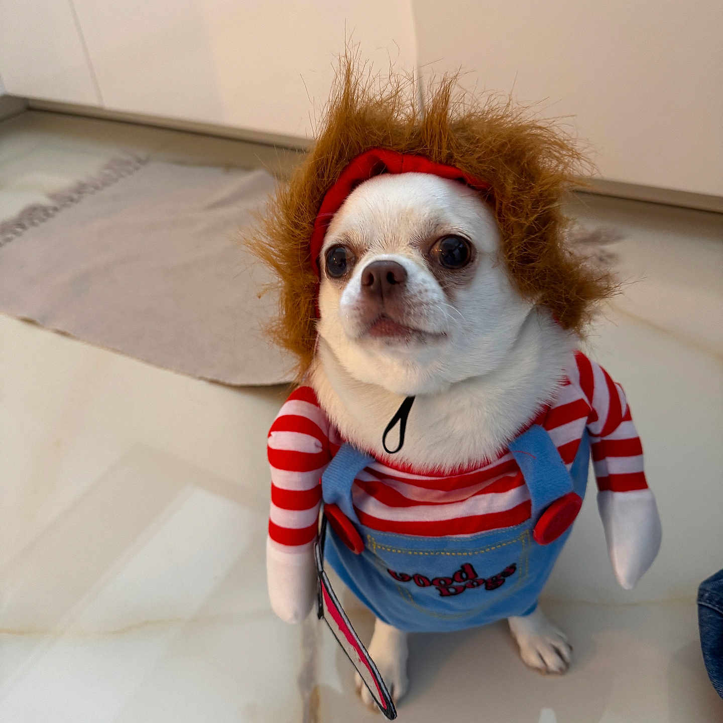 Roméo participe au concours pour gagner de l'argent avec cette photo : dog, small_dog, white_dog, costume, clown_costume, striped_clothing, red_clothing, blue_overalls, wig, funny, cute, pet, sitting, indoors, couch, bed, home, portrait, looking_at_camera, animal