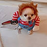 animal, blue_outfit, chihuahua, costume, cute, dog, dressed_up, floor, funny, indoor, pet, photography, room, sitting, small_dog, striped_shirt, superhero, toy_sword, white_dog, wig
