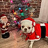 Roméo participe au concours pour gagner de l'argent avec cette photo : dog, chihuahua, pet, christmas, santa_costume, festive, christmas_tree, ornaments, tinsel, red_clothing, holiday, indoor, wood_floor, brick_wall, nutcracker, snowman, portrait, standing, small_dog, decoration