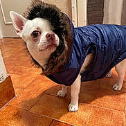 Roméo participe au concours pour gagner de l'argent avec cette photo : dog, chihuahua, small_dog, pet, animal, face, eyes, ears, snout, fur, blue_coat, clothing, hood, costume, standing, indoors, tile_floor, home, portrait, funny
