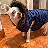 dog, chihuahua, small_dog, pet, animal, face, eyes, ears, snout, fur, blue_coat, clothing, hood, costume, standing, indoors, tile_floor, home, portrait, funny