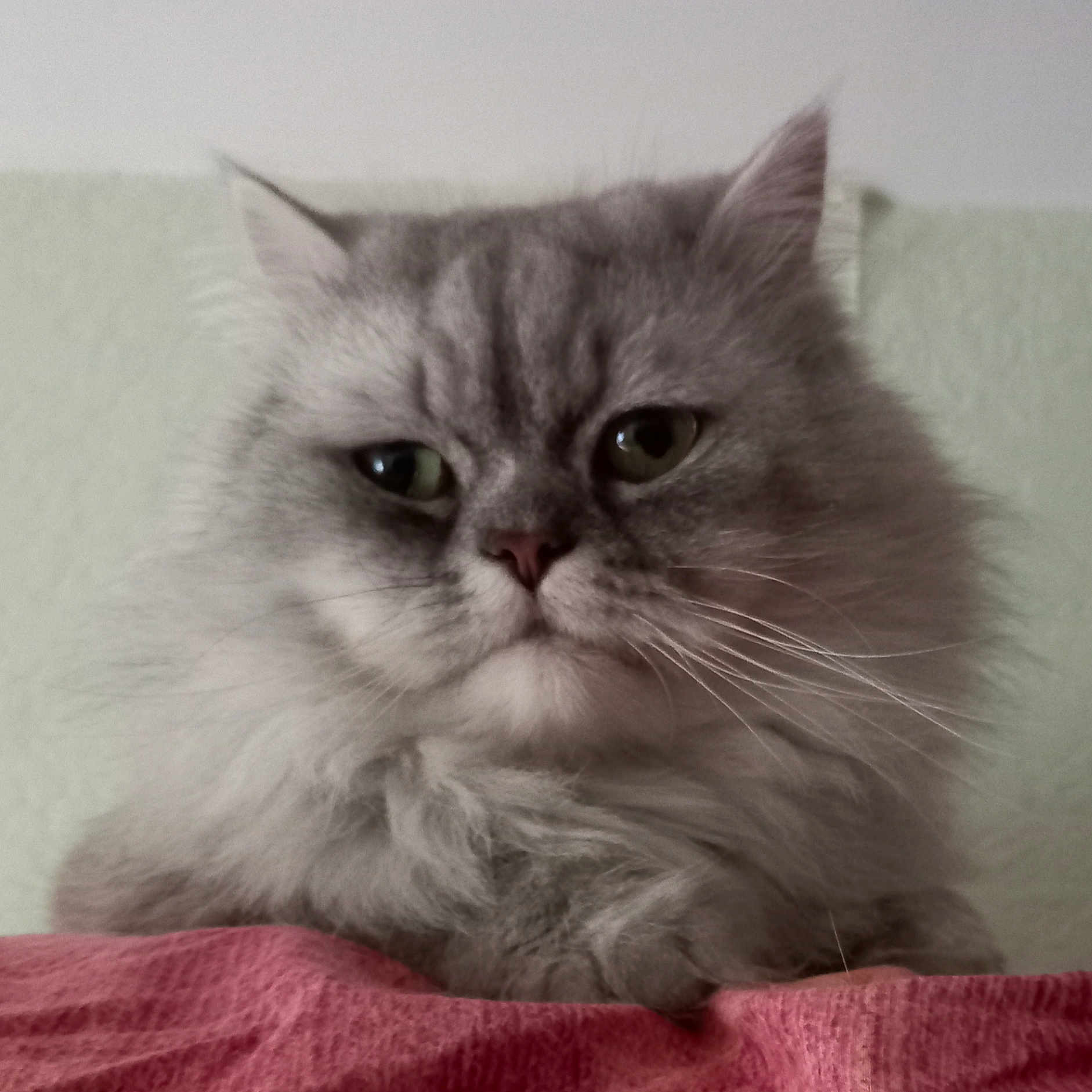 Eden participe au concours pour gagner de l'argent avec cette photo : animal, cat, close_up, cute, domestic_cat, ears, expression, face, feline, fluffy, fur, gray_cat, indoor, nose, pet, pink_surface, portrait, resting, soft, whiskers