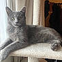 cat, grey_cat, cat_tree, indoor, window, curtains, plush, furniture, pet, animal, relaxed, fur, paw, looking, natural_light, cozy, domestic, cute, resting, side_view