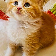 Leah is registered to the contest to win money with this photo: adorable, animal, cat, closeup, cozy, curious, cute, feline, fluffy, fur, indoor, kitten, orange_cat, paw, pet, sitting, small, soft, whiskers, young