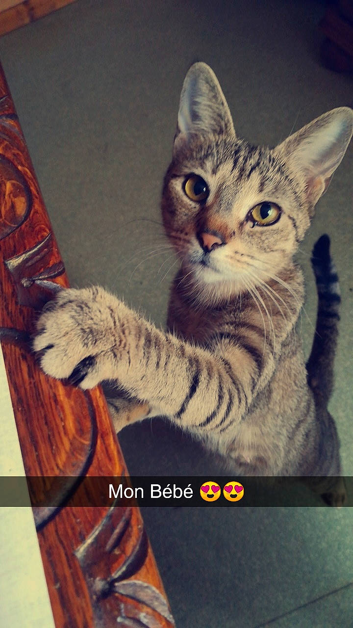 Lilou participe au concours pour gagner de l'argent avec cette photo : american_shorthair, american_wirehair, arabian_mau, asian, california_spangled, carnivore, cat, domestic_short_haired_cat, egyptian_mau, european_shorthair, felidae, kitten, ocicat, photo_caption, small_to_medium_sized_cats, sokoke, tabby_cat, tail, toyger, whiskers