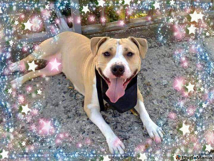 Cassie a rejoint le concours — aidez-le/la à gagner de superbes lots ! american_bulldog, american_pit_bull_terrier, american_staffordshire_terrier, bulldog, canidae, carnivore, catahoula_bulldog, dog, dog_breed, fawn, labrador_retriever, mammal, mountain_cur, non_sporting_group, pit_bull, rare_breed_dog, sporting_group, staffordshire_bull_terrier, terrier, vertebrate