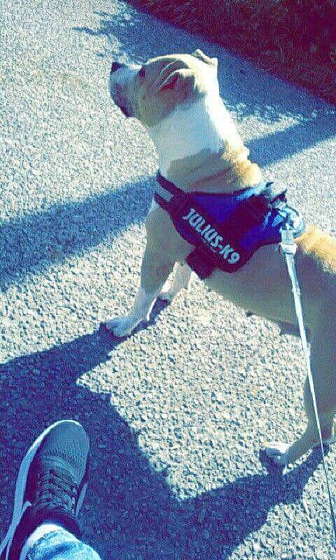 Cassie a rejoint le concours — aidez-le/la à gagner de superbes lots ! asphalt, canidae, carnivore, dog, dog_breed, fawn, leash, non_sporting_group, pug, road_surface, shadow, sidewalk