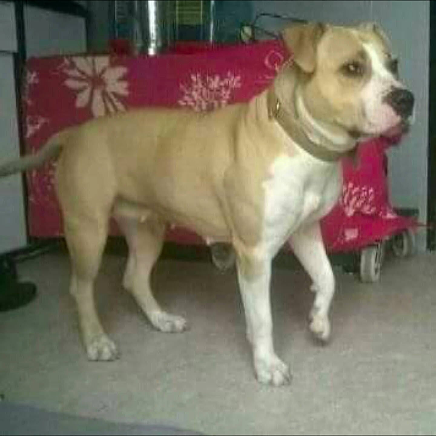 Cassie participe au concours pour gagner de l'argent avec cette photo : american_bulldog, american_pit_bull_terrier, american_staffordshire_terrier, ancient_dog_breeds, bulldog, bully_kutta, canidae, carnivore, companion_dog, cordoba_fighting_dog, dog, dog_breed, fawn, mammal, non_sporting_group, perro_de_presa_mallorquin, rare_breed_dog, sporting_group, valley_bulldog, vertebrate