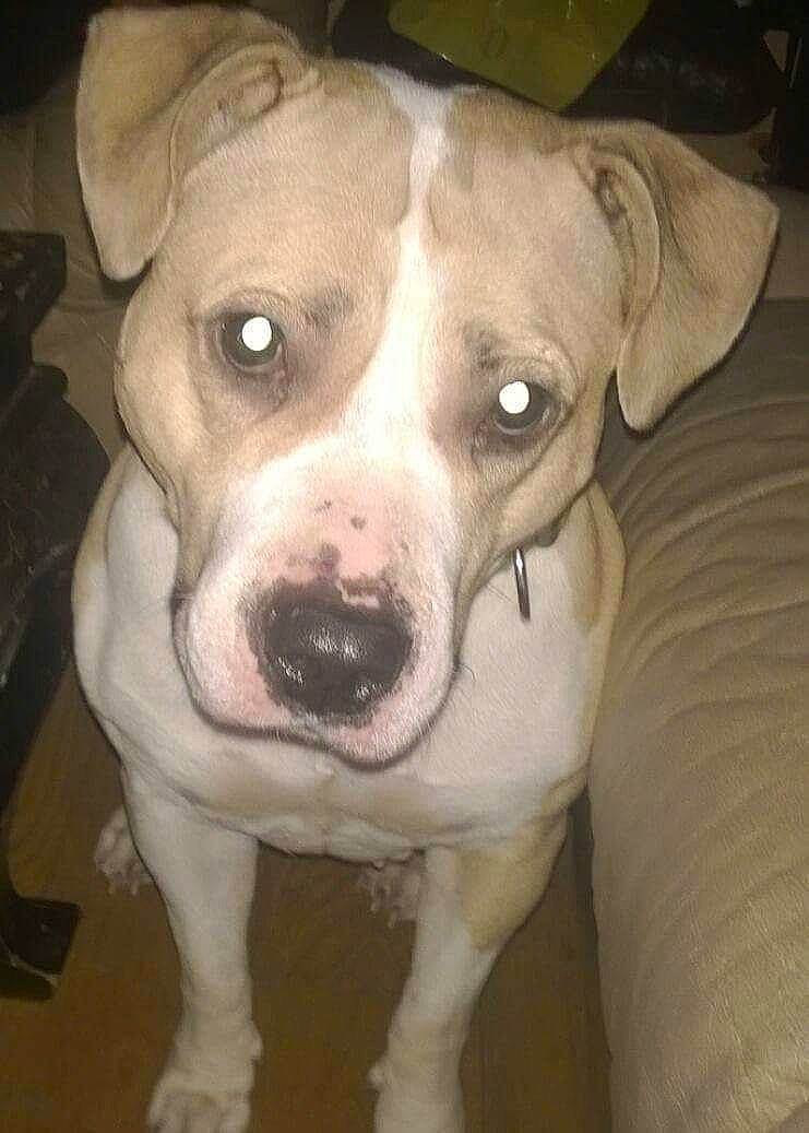 Cassie participe au concours pour gagner de l'argent avec cette photo : american_bulldog, american_pit_bull_terrier, american_staffordshire_terrier, bull_and_terrier, bully_kutta, canidae, carnivore, catahoula_bulldog, dog, dog_breed, fawn, mammal, non_sporting_group, nose, pit_bull, rare_breed_dog, snout, staffordshire_bull_terrier, valley_bulldog, vertebrate