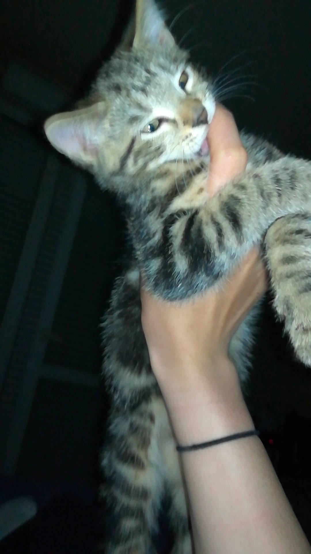 Patapouf a rejoint le concours — aidez-le/la à gagner de superbes lots ! american_shorthair, american_wirehair, asian, california_spangled, carnivore, cat, domestic_short_haired_cat, dragon_li, egyptian_mau, european_shorthair, felidae, kitten, mammal, ocicat, pixie_bob, savannah, small_to_medium_sized_cats, tabby_cat, vertebrate, whiskers