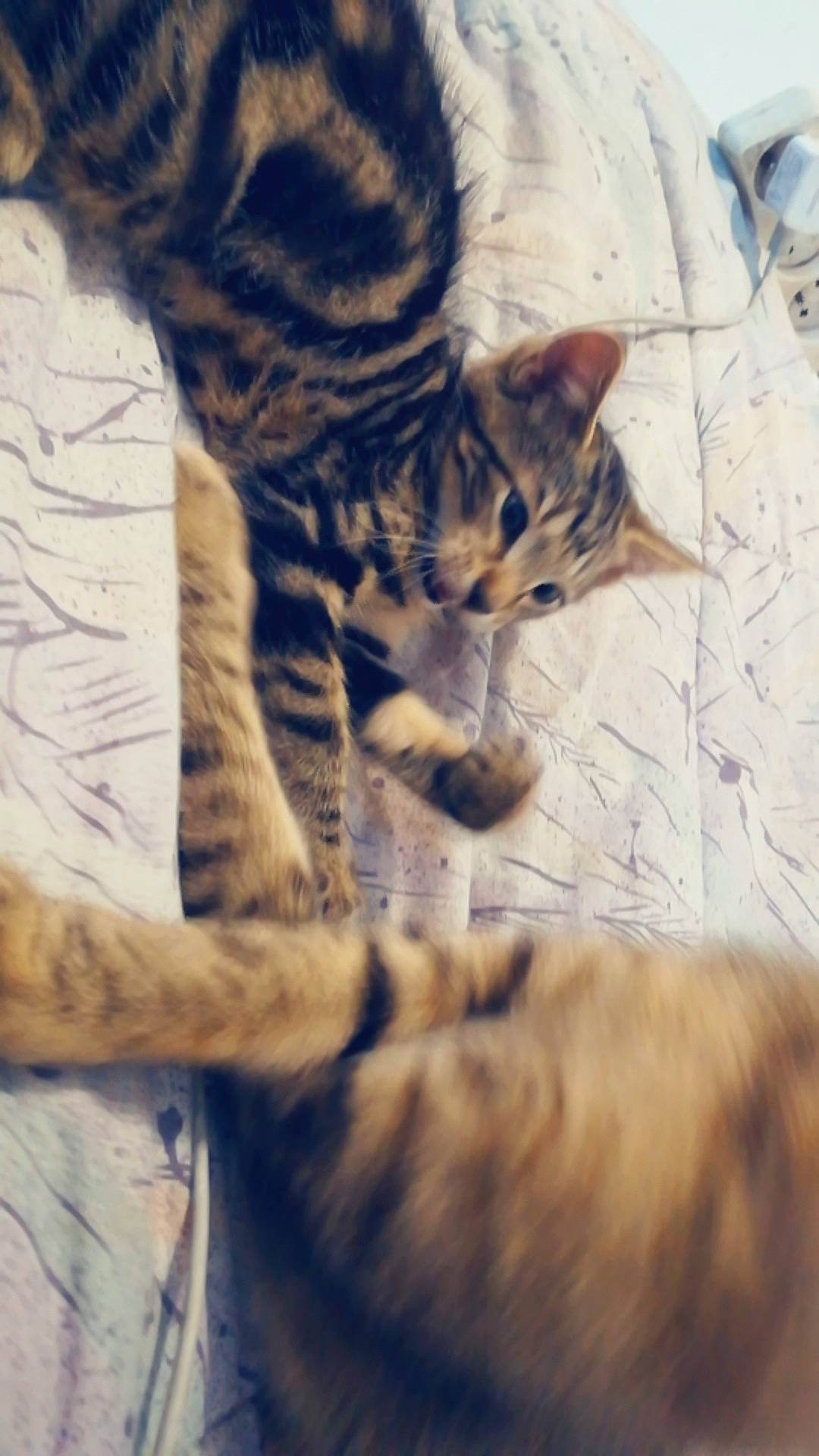 Patapouf a rejoint le concours — aidez-le/la à gagner de superbes lots ! american_shorthair, asian, bengal, carnivore, cat, domestic_short_haired_cat, dragon_li, egyptian_mau, european_shorthair, felidae, fur, kitten, ocicat, sky, small_to_medium_sized_cats, sokoke, tabby_cat, toyger, whiskers, wild_cat